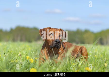 Rhodesian Ridgeback im Sommer Stockfoto