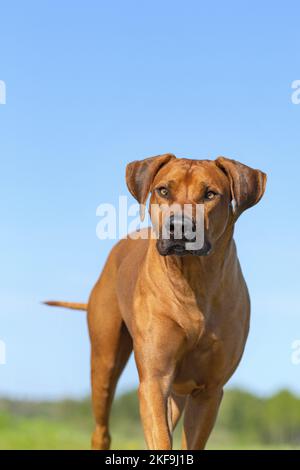 Rhodesian Ridgeback im Sommer Stockfoto