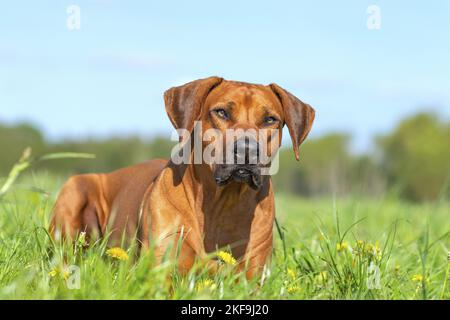 Rhodesian Ridgeback im Sommer Stockfoto