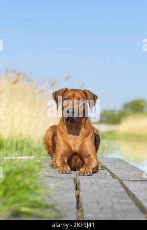 Rhodesian Ridgeback im Sommer Stockfoto