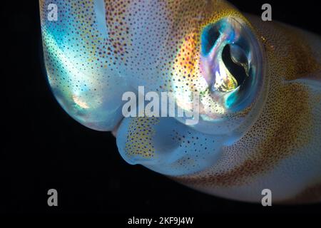 Nahaufnahme des Gesichts von Tintenfisch unter Wasser Stockfoto