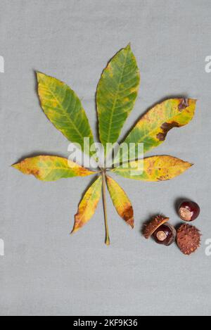 Kastanien mit einem Blatt auf grauem Hintergrund. Stockfoto