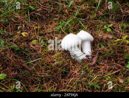 Zwei junge Kugelpilze, die unter Gras- und Kiefernnadeln in Beacon Wood, Penrith, Cumbria, Großbritannien, wachsen Stockfoto