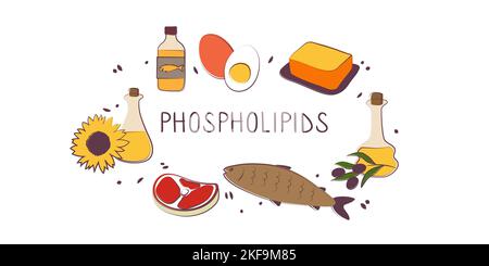 Phospholipid-haltige Lebensmittel. Gruppen von gesunden Produkten, die Vitamine und Mineralien enthalten. Obst, Gemüse, Fleisch, Fisch und Milchprodukte Stock Vektor