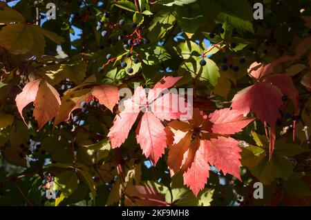 Virginia Creeper, fünfblättriger Efeu, Parthenocissus quinquefolia, mit rotem Laub und Beeren im Herbst Stockfoto