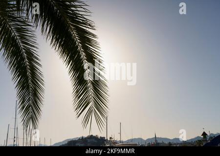 Palmblätter bei Sonnenuntergang. Silhouetten tropischer Palmen vor dem Hintergrund des sommerlichen Abendhimmels. Relax, Rest, Urlaub Konzept. Hochwertige Fotos Stockfoto