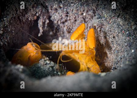 Die spießende Gottesanbeterin blickt aus dem Loch heraus Stockfoto