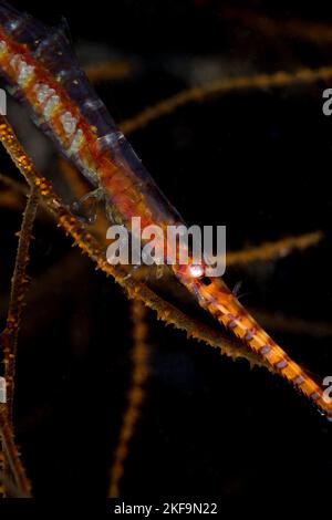 Nahaufnahme Tozeuma Shrimp - Tozeuma Armatum Stockfoto