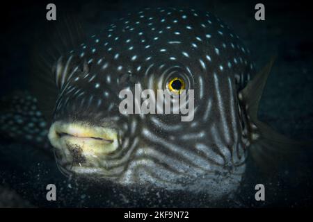 Wunderschöner Kugelfisch, der über einem gesunden Korallenriff im Indo-Pazifik schwimmt Stockfoto