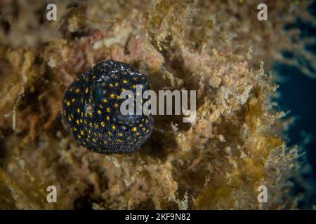 Wunderschöner Kugelfisch, der über einem gesunden Korallenriff im Indo-Pazifik schwimmt Stockfoto