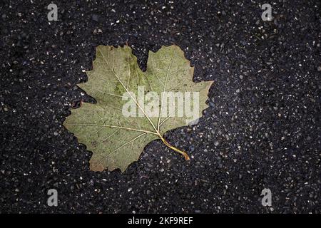 Ein totes Pseudoplatanus-Blatt von Sycamore Acer, das im Herbst in England auf dem Boden liegt. Stockfoto