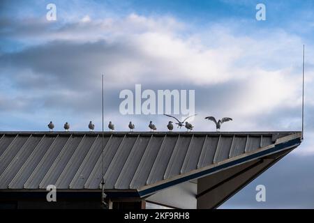 Eine Reihe europäischer Heringmöwen Larus argentatus thront auf dem Dach eines Gebäudes in Cornwall in Großbritannien in Europa Stockfoto