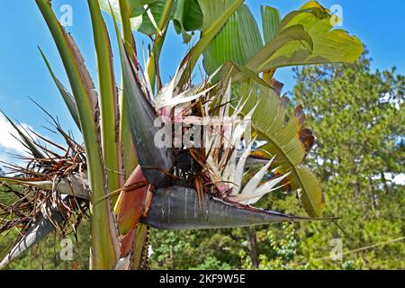 Baumblume des Reisenden (Ravenala madagascariensis) auf tropischem Garten Stockfoto