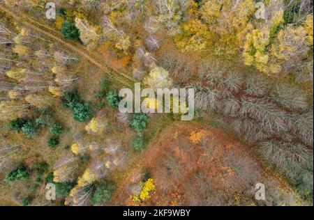 Biesenthal, Deutschland. 17.. November 2022. Nur noch wenige herbstliche Blätter sind an den Bäumen in einem Wald zu sehen (Lut mit einer Drohne geschossen). Bei den ersten Nachtfrosten fallen die letzten noch an den Ästen hängenden Blätter zu Boden. Quelle: Patrick Pleul/dpa/Alamy Live News Stockfoto