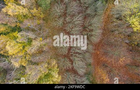 Biesenthal, Deutschland. 17.. November 2022. Nur noch wenige herbstliche Blätter sind an den Bäumen in einem Wald zu sehen (Lut mit einer Drohne geschossen). Bei den ersten Nachtfrosten fallen die letzten noch an den Ästen hängenden Blätter zu Boden. Quelle: Patrick Pleul/dpa/Alamy Live News Stockfoto