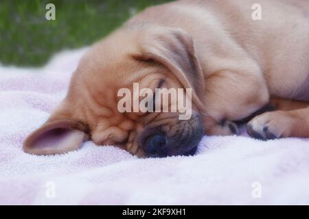 Puggle Welpen Stockfoto