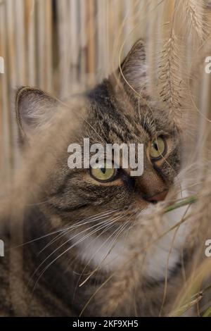 Katze portrait Stockfoto