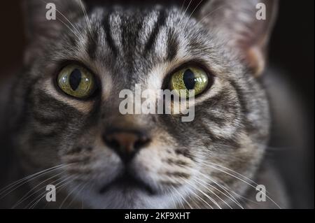 Ägyptisch-Mau-British-Kurzhaar-Porträt Stockfoto