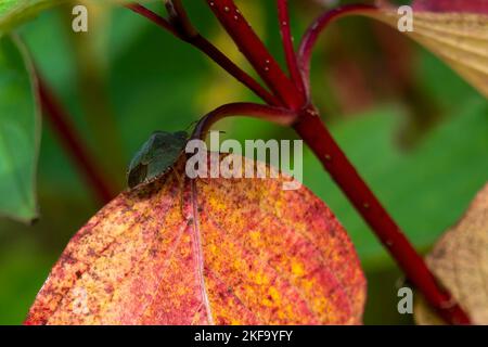 Die Herbstblätter des gewöhnlichen Dogwood färben sich während des Herbstes im November und zeigen ein grünes Schildwanzinsekt auf einem roten Blatt, Stockfoto Stockfoto
