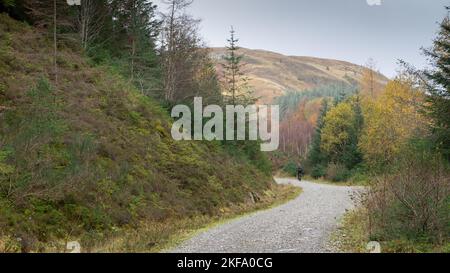 Schotterpiste mit einem Mann, der mit dem Mountainbike durch die kurvenreiche Straße durch die Kiefern in Schottland fährt. Stockfoto