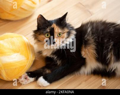 Junge tricolor Hauskatze liegt auf Holzboden und spielt mit gelben Garnbällen. Sie schaute auf die Kamera. Spielen von schönen liebenswert Haustier. Clo Stockfoto