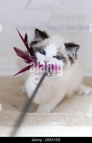 So spielen Sie „Ragdoll Kitten“ Stockfoto