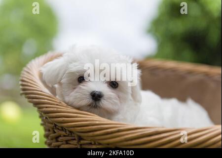 Maltese Puppy im Weidenkorb Stockfoto
