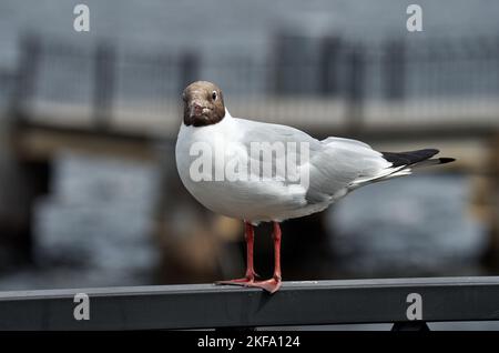Nahaufnahme einer Möwe, die auf einem Metallzaun thront Stockfoto