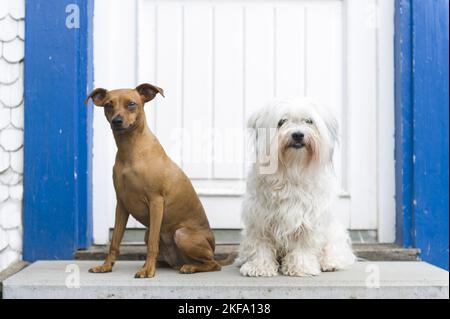 Miniatur Pinscher und Havanese Stockfoto