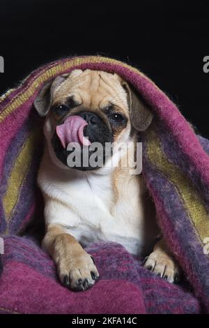 Mops liegend Stockfoto