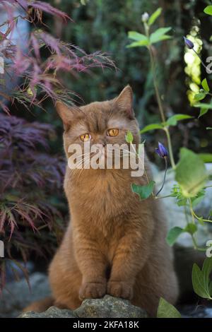 Britisch Kurzhaar sitzen Stockfoto
