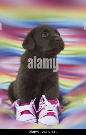 Labrador Retriever Welpen Stockfoto