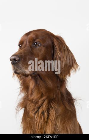 Irish Red Setter-Portrait Stockfoto