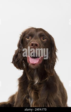 Setter-Mongrel im Studio Stockfoto