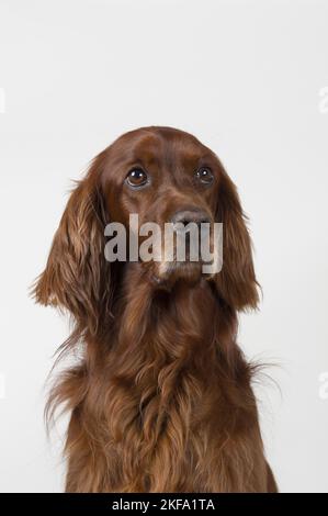 Irish Red Setter-Portrait Stockfoto