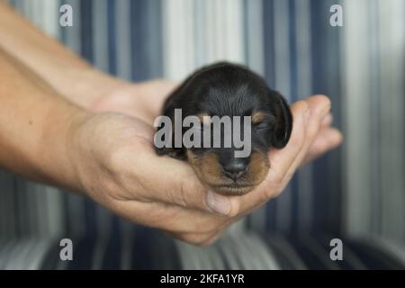 Dackel Welpen Stockfoto