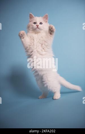 Sibirische Katze Stockfoto