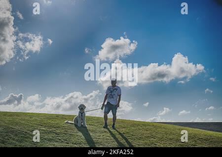 Goldendoodle für Erwachsene Stockfoto