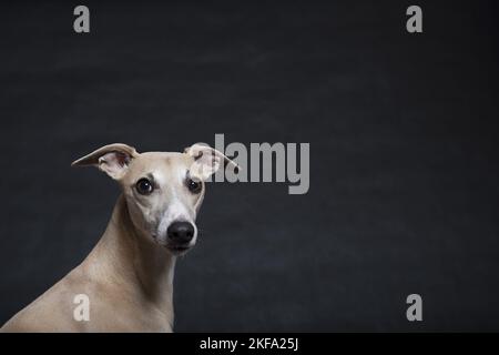 Whippet im Studio Stockfoto