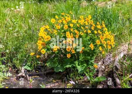 Caltha palustris - blühende Pflanze mit gelben Blüten Stockfoto