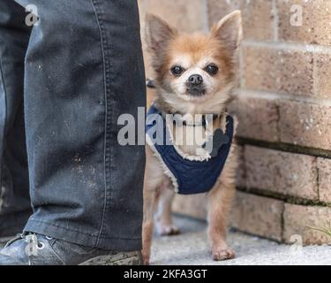 langhaarige chihuahua Stockfoto