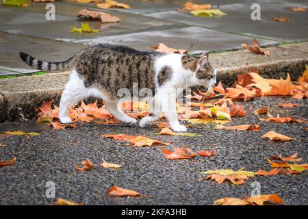 London, Großbritannien. 17.. November 2022. Larry, der Downing Street-Kater, Chief Mouser, geht auf die Jagd nur wenige Minuten bevor Jeremy Hunt, MP, Kanzler der Schatzmeister, die Downing Street verlässt, um seine Herbstaussage (auch bekannt als Herbstbudget) zu liefern.Quelle: Imageplotter/Alamy Live News Stockfoto