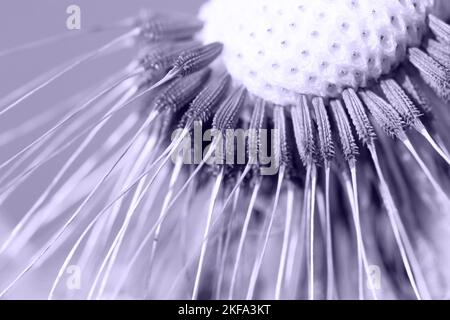 Digital Lavendel Farbe des Jahres 2023. Die Samen des Dandelions. Foto ist von 2023 trendigen Farben getönt. Stockfoto