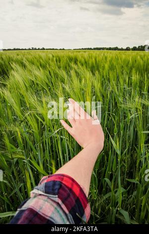 Nahaufnahme Hand streicheln Ernte Konzeptfoto. Kulturpflanzen. Die erste Person betrachtet die Fotografie mit dem Roggenfeld im Hintergrund. Hochwertige Bilder für w Stockfoto