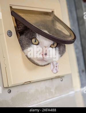 Katze schaut durch einen Catflap Stockfoto