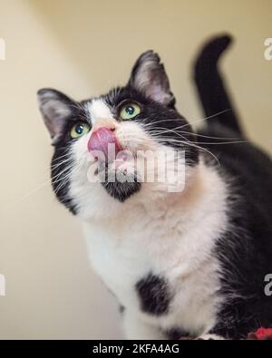 Katze lecken Lippen Stockfoto