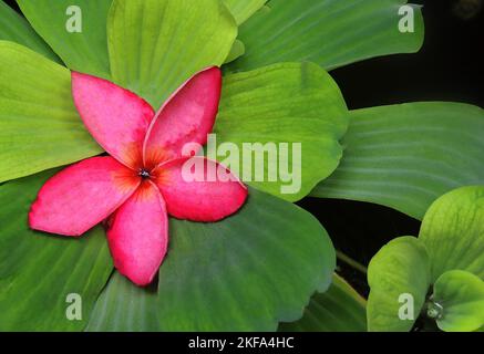 Eine Nahaufnahme einer roten Aucipan-Blume und grünen Blättern Stockfoto