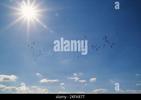 Flock of Flying Birds Skyscape Foto Stockfoto