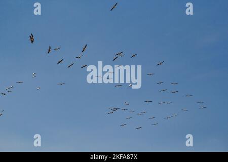 Vogelschwärme in einem wolkenlosen Skyscape-Foto Stockfoto