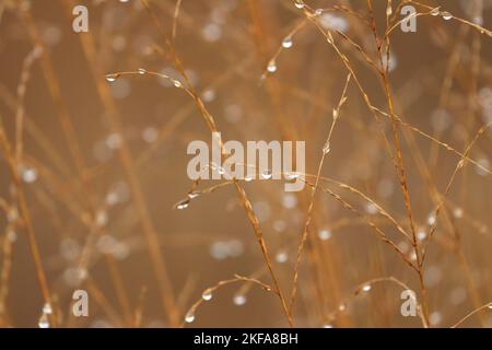 Tau auf dem Gras im Morgenlicht Stockfoto